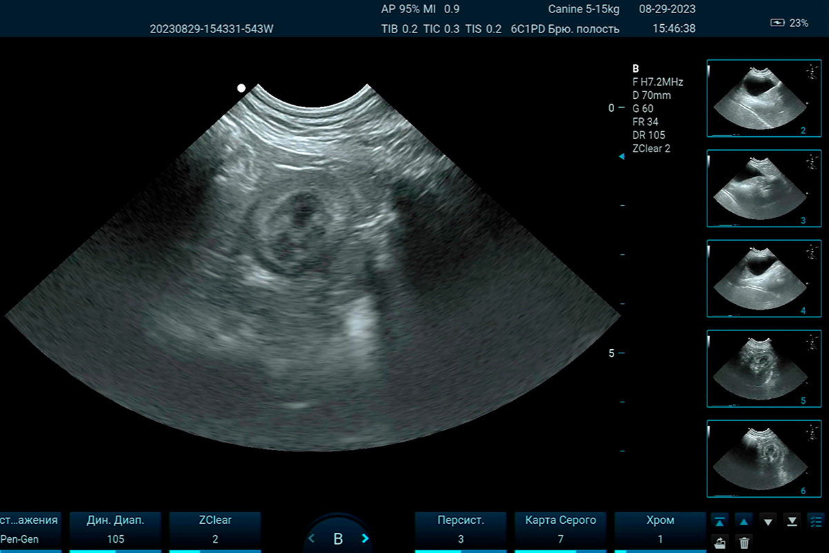 УЗИ органов брюшной полости собаке