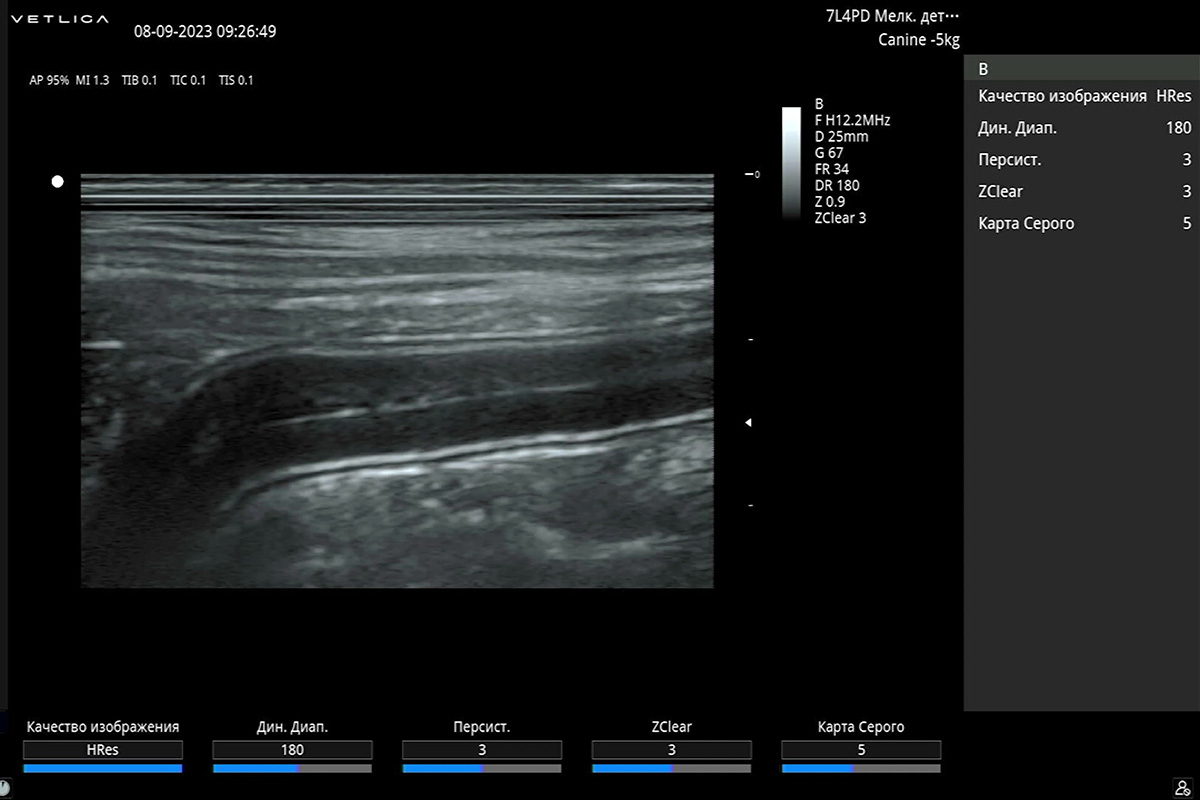 Ультразвуковое исследование собаки с эпизодами гематохезии