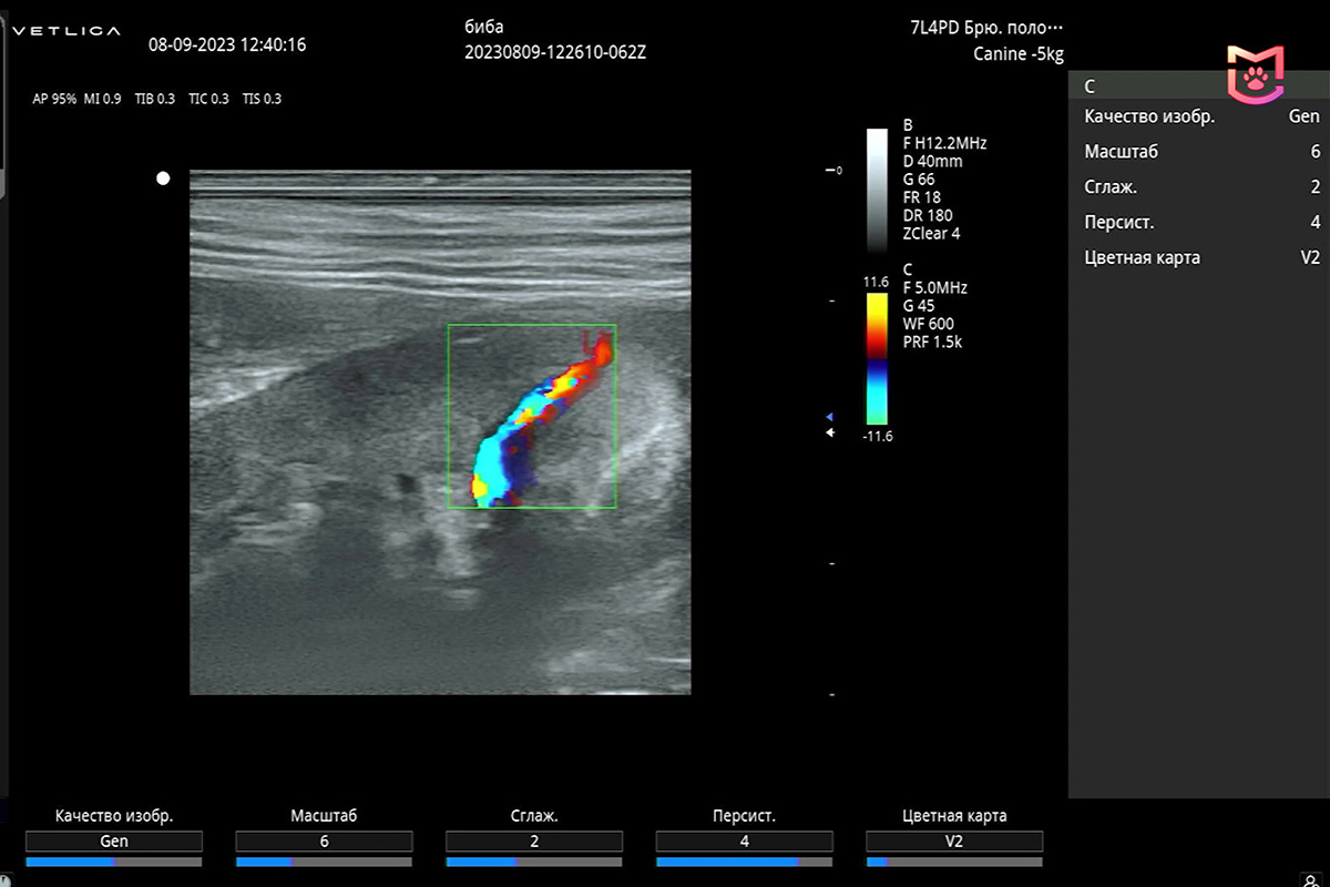 Исследование брюшной полости и УЗИ щитовидной железы собаки