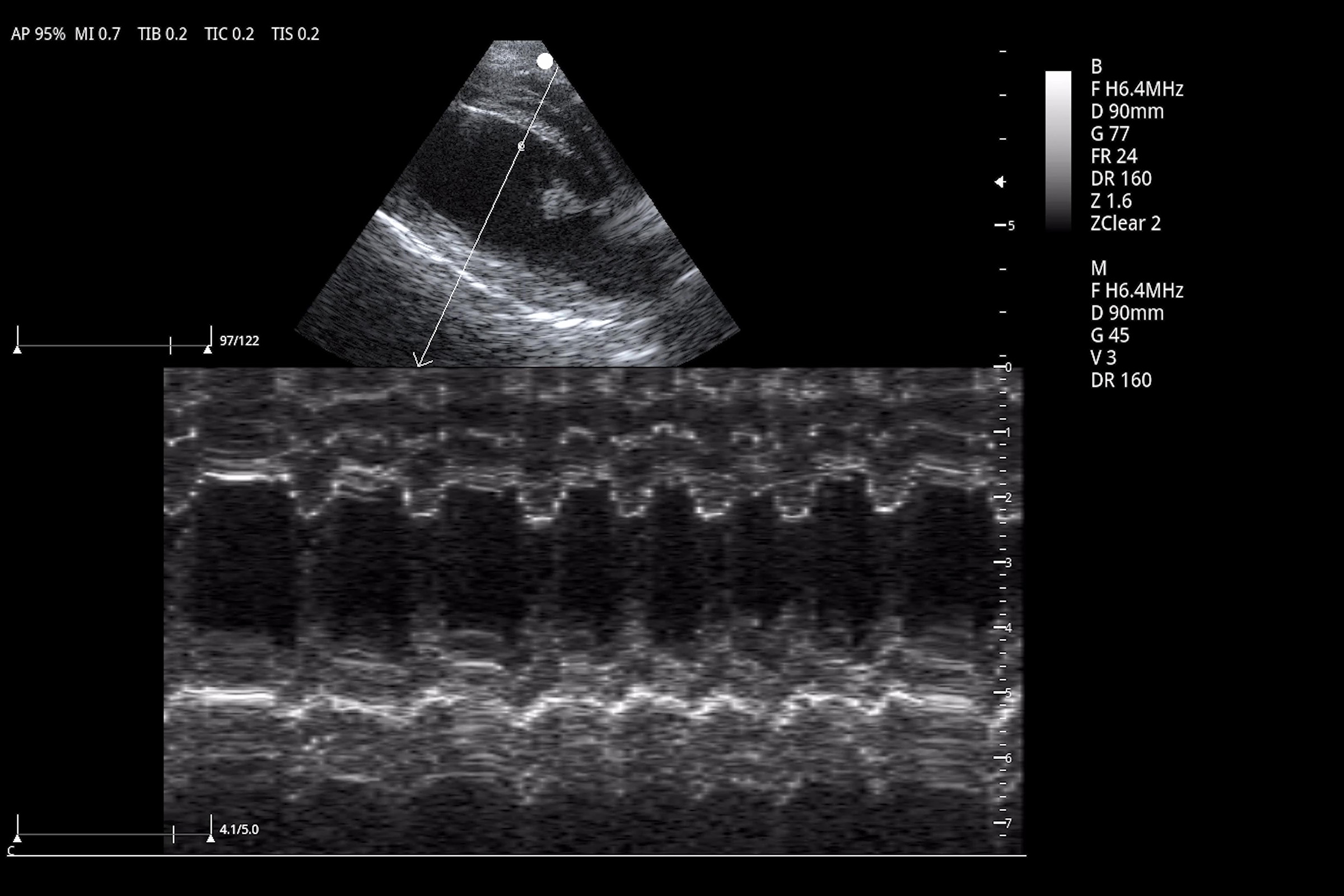 Использование M-режима и анатомического М-режима в рутинной ветеринарной эхокардиографии